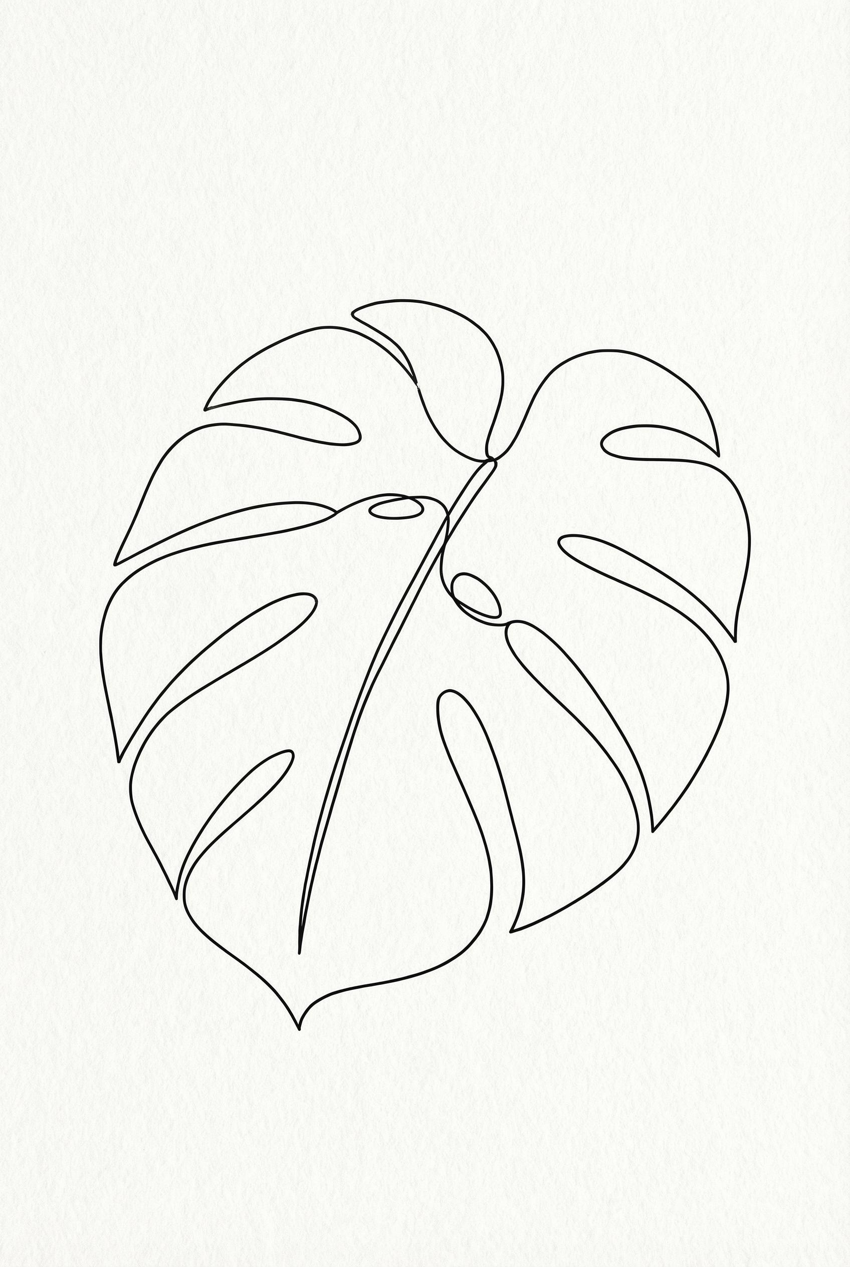 Line Art Style Background AI image: A fine line drawing of a Monstera leaf, minimalist style, single thickness black strokes on white ba